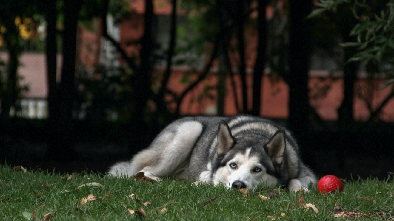 當你的愛犬死去時,神在哪裡?