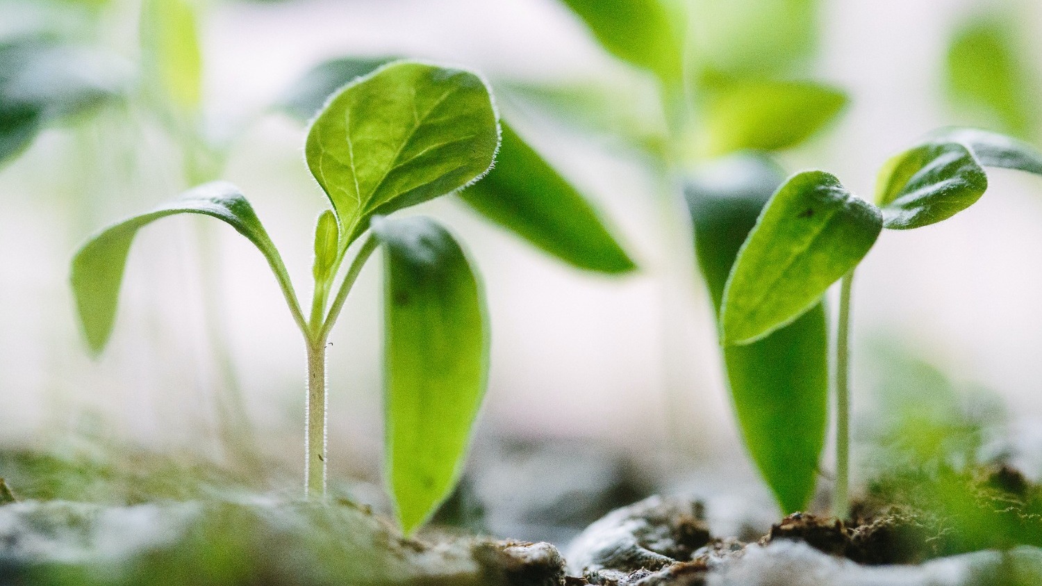 「全新的你」並不是答案